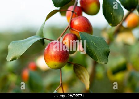 Les fruits de jujube ou pomme douce kul, ont des effets neuro-protecteurs et favorisent la mémoire et l'apprentissage. Sources potentielles d'antioxydants, y compris l'ascorbique Banque D'Images