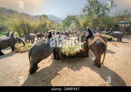 CHIANG mai THAÏLANDE, 13 MARS 2024 : éléphants thaïlandais dégustant divers types de fruits et de végétations pendant le buffet marque la Journée nationale thaïlandaise des éléphants en CH Banque D'Images