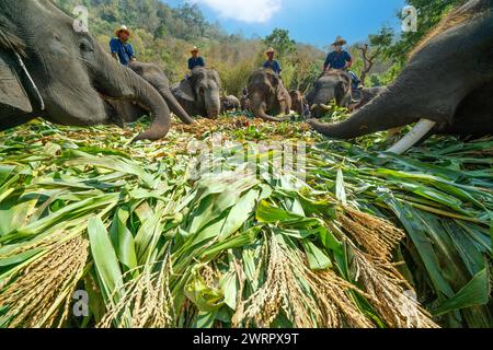CHIANG mai THAÏLANDE, 13 MARS 2024 : éléphants thaïlandais dégustant divers types de fruits et de végétations pendant le buffet marque la Journée nationale thaïlandaise des éléphants en CH Banque D'Images