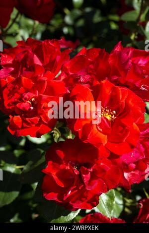 Rosa 'la Sevillana' fleurs semi-doubles de rouge électrique vif Banque D'Images