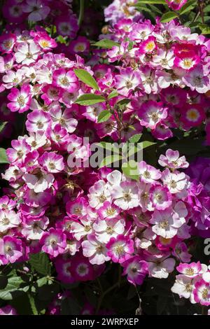 Rosa moschata 'Mozart' a d'énormes grappes de petites fleurs rose carmin, produites du début de l'été à l'automne Banque D'Images