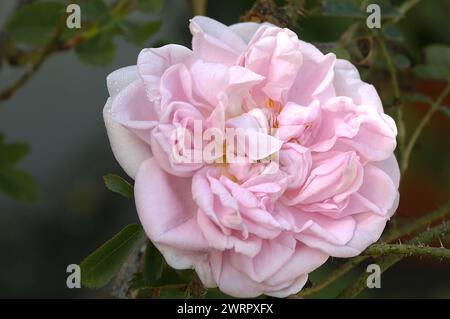 Rosa 'Stanwell Perpetual' a du blanc, avec des teintes d'abricot doux et de rose roux Banque D'Images