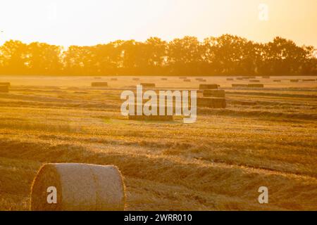 Balles rondes et carrées de paille de blé séchée pressée sur le champ après récolte. L'aube ensoleillée du coucher du soleil d'été. Balles de blé pressé dans les champs. Travaux de récolte agro-industriels. Agriculture paysage agraire Banque D'Images