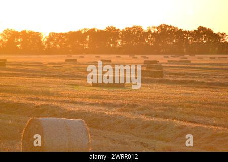 Balles carrées rondes de paille de blé séchée pressée sur le champ après récolte. Soirée ensoleillée d'été, coucher du soleil à l'aube. Balles de blé pressé dans les champs. Travaux de récolte agro-industriels. Agriculture paysage agraire Banque D'Images