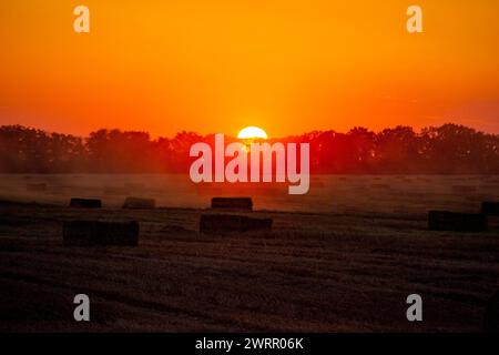 Balles carrées de paille de blé séchée pressée sur le champ après récolte. L'aube ensoleillée du coucher du soleil d'été. Balles de blé pressé dans les champs. Coucher du soleil derrière la silhouette noire des arbres. Agriculture paysage agraire Banque D'Images