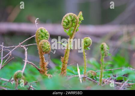 Fern. Jeune plante au printemps. Les feuilles ne sont pas encore ouvertes. L'évolution de la vie dans la nature. Mise au point sélective Banque D'Images