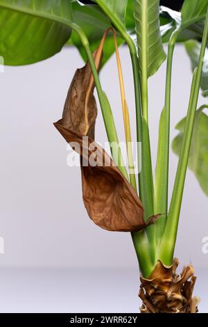 Une feuille brune fanée contraste avec le feuillage vert frais sur une plante d'intérieur, symbolisant le cycle de vie Banque D'Images