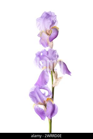 Brin de trois fleurs d'Iris lilas clair isolé sur un fond blanc. Banque D'Images