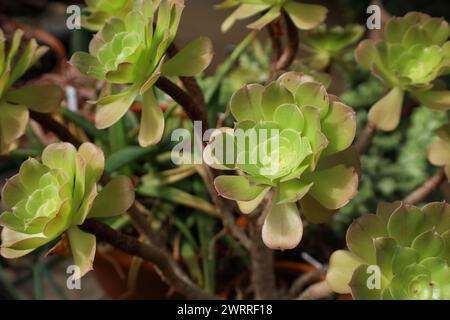 Un gros plan d'arbre houseleek, Aeonium arboreum Banque D'Images