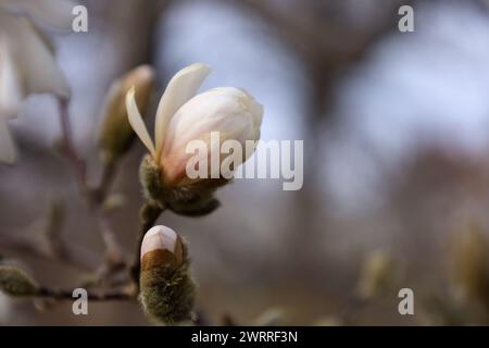 Gros plan d'un bourgeon de magnolia sur une branche d'arbre Banque D'Images