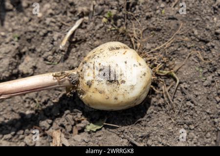 Fritillaria imperialis, plante de couronne impériale bulbe prêt pour la plantation Banque D'Images