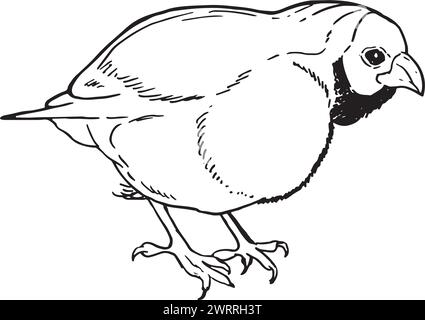 Oiseau de dessin vectoriel, finch Gouldian, songbird dessiné à la main, élément de conception de nature isolé. illustrer un croquis noir et blanc. dessin au trait Illustration de Vecteur