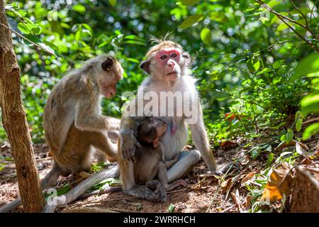 Sri Lanka, Dambulla, Temple d'Or, Toque Macaque (Macaca sinica) Banque D'Images