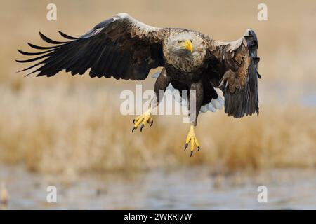 Aigle à queue blanche / aigle de mer ( Haliaeetus albicilla ), puissant décollage, étalant ses ailes sur des terres humides entourées de roseau doré, faune, E Banque D'Images