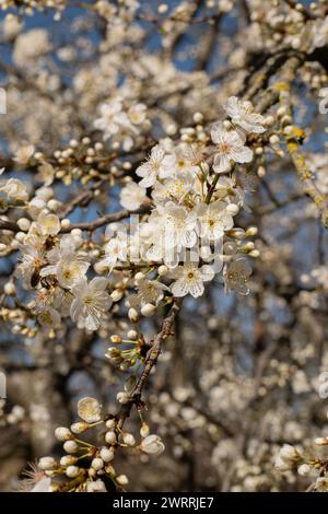 Premières fleurs du printemps. Parcs et fleurs Banque D'Images