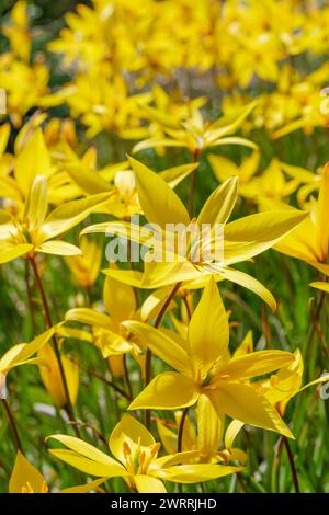 Tulipe sauvage du Sud, tulipa sylvestris SSP Australis, fleurs jaune vif Banque D'Images