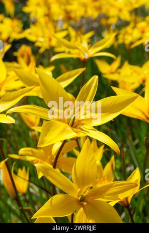 Tulipe sauvage du Sud, tulipa sylvestris SSP Australis, fleurs jaune vif Banque D'Images