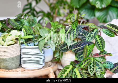 jungle rban. Différentes plantes d'intérieur tropicales comme Maranta, Philodendron ou Pothos dans des pots de fleurs en panier sur des tables Banque D'Images