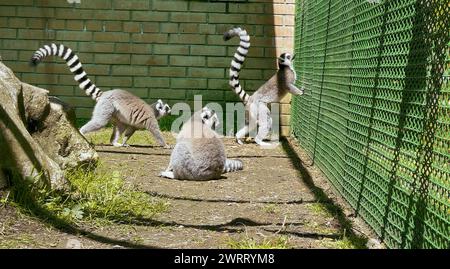 Lémuriens à queue annulaire dans le parc animalier barrée. Parc dendrologique de Shekvetili, Géorgie Banque D'Images