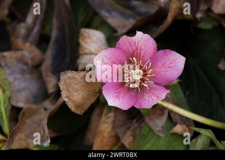 Un gros plan d'Helleborus orientalis, la rose du Carême Banque D'Images