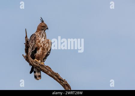 Sri Lanka, Parc national Uda Walawe, Changeable (Crested) Hawk-Eagle (Nisaetus cirrhatus) Banque D'Images