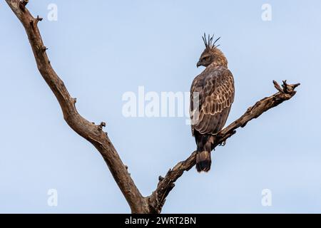 Sri Lanka, Parc national Uda Walawe, Changeable (Crested) Hawk-Eagle (Nisaetus cirrhatus) Banque D'Images