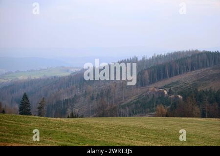 Thueringer Wald 10.03.2024, Herschdorf, Stadt Grossbreitenbach, der Thueringer Wald Hat sehr gelitten, viele Baeume wurden gefaellt, die dem Borkenkaefer und der Trockenheit zum opfer gefallen sind - das Holz / die Baumstaemme liegen gestapelt auf dem Waldboden *** forêt de Thuringe 10 03 2024, Herschdorf, ville de Grossenbach la forêt de Thuringe a beaucoup souffert, de nombreux arbres ont été abattus, qui ont été victimes du coléoptère de l'écorce et de la sécheresse, le bois les troncs d'arbres sont empilés sur le sol de la forêt Banque D'Images