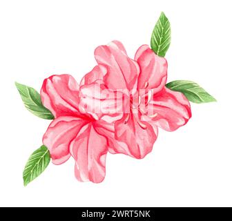 Fleurs alpines aquarelle, rhododendron rose fleurissant sur fond blanc. Banque D'Images