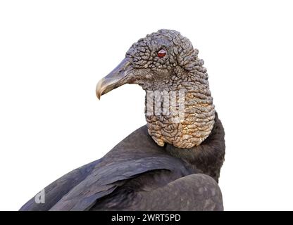 Vautours noir (Coragyps atratus), sur fond blanc. Portrait d'un oiseau moche. Profil horizontal. Gros plan de la tête, du cou et des épaules Banque D'Images