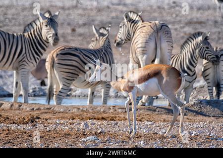 Springbok avec un troupeau de zèbres près du trou d'eau Banque D'Images