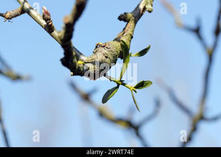 Gui poussant sur une branche de pommier. Une jeune plante, un semi-parasite de plantes qui affaiblit les arbres. Banque D'Images