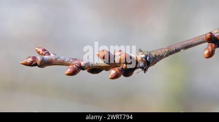 Chêne pédonculé, chêne européen (Quercus robur) gros plan de brindilles avec des bourgeons. Banque D'Images