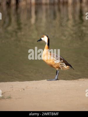 Portrait d'un canard sifflant Fulvous (dendrocygna bicolor) debout sur les rives sablonneuses du lac Al Qudra à Dubaï, Émirats arabes Unis. Banque D'Images