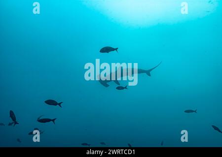 Silhouette de Hammerhead Shark dans Open Water Banque D'Images