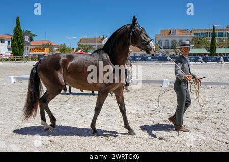 Portugal, région de l'Alentejo, Golega, homme en costume traditionnel faisant la démonstration d'un Colt pour le public au Festival du cheval 'Mares and Foals' Banque D'Images