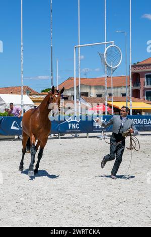 Portugal, région de l'Alentejo, Golega, homme en costume traditionnel courant avec un Colt pour le public au 'Expoéqua Mares Show' (mai 2023) Banque D'Images