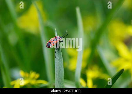 Fire bug, mars, Allemagne Banque D'Images