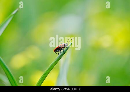 Fire bug, mars, Allemagne Banque D'Images