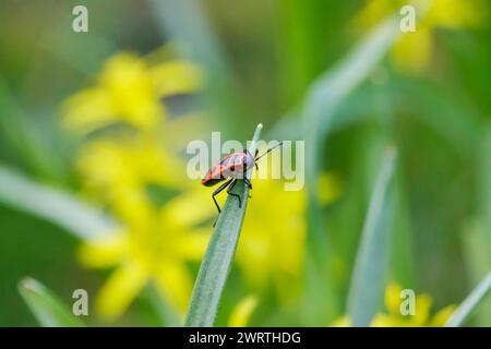 Fire bug, mars, Allemagne Banque D'Images