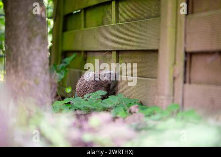 Hérisson européen (Erinaceus europaeus), reniflant à la clôture du jardin, Solingen, Rhénanie du Nord-Westphalie, Allemagne Banque D'Images