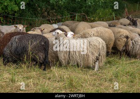 Différentes races mâles de moutons en pâturage, Mecklenburg-Vorpommern, Allemagne Banque D'Images