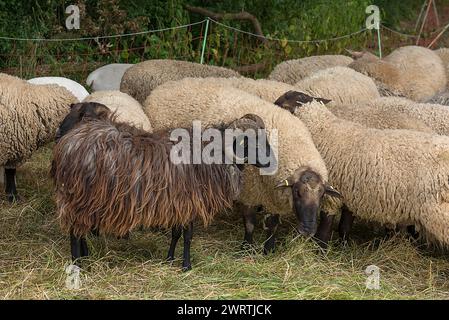 Différentes races mâles de moutons domestiques (Ovis aries), Mecklenburg-Poméranie occidentale, Allemagne Banque D'Images