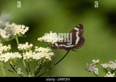 Amiral blanc (Limenitis camilla) papillon se nourrissant sur une fleur de carotte WLD dans un bois, Suffolk, Angleterre, Royaume-Uni Banque D'Images