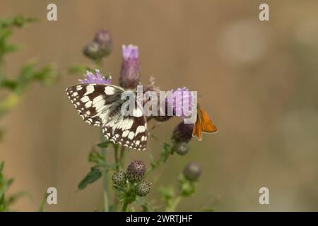 Papillon blanc marbré (Melanargia galathea) se nourrissant sur une fleur de chardon rampante en été, Suffolk, Angleterre, Royaume-Uni Banque D'Images