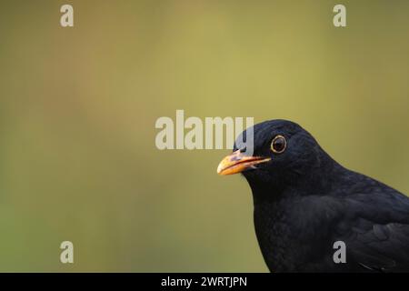 Portrait de tête d'oiseau mâle adulte (Turdus merula), Angleterre, Royaume-Uni Banque D'Images