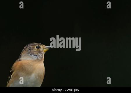 Brambling (Fringilla montifringilla) femme adulte portrait de tête d'oiseau, Suffolk, Angleterre, Royaume-Uni Banque D'Images