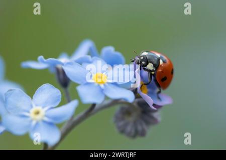 Coccinelle septempunctata (coccinella septempunctata), insecte adulte sur une fleur oubliée, Suffolk, Angleterre, Royaume-Uni Banque D'Images