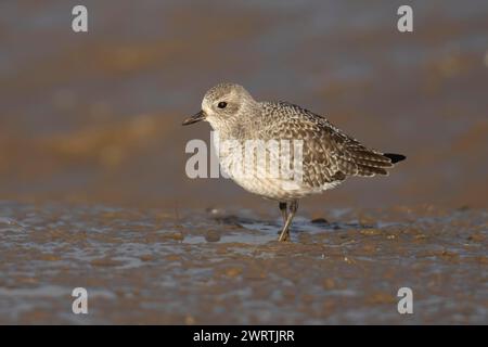 Pluvialis squatarola (Pluvialis squatarola) oiseau adulte en plumage hivernal debout sur une vase, Angleterre, Royaume-Uni Banque D'Images