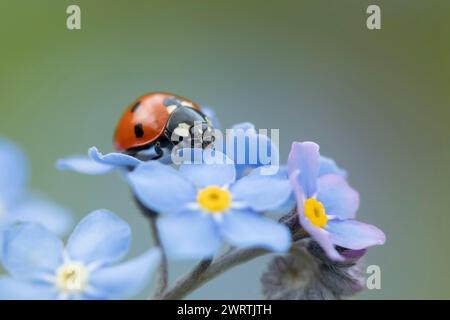 Coccinelle septempunctata (coccinella septempunctata), insecte adulte sur une fleur oubliée, Suffolk, Angleterre, Royaume-Uni Banque D'Images