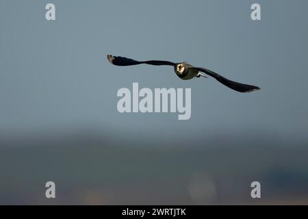 Oiseau adulte en vol (Vanellus vanellus) à lapsus nordique, Angleterre, Royaume-Uni Banque D'Images